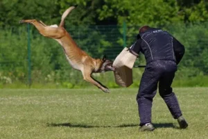 dog attack methods against dogs 450x300